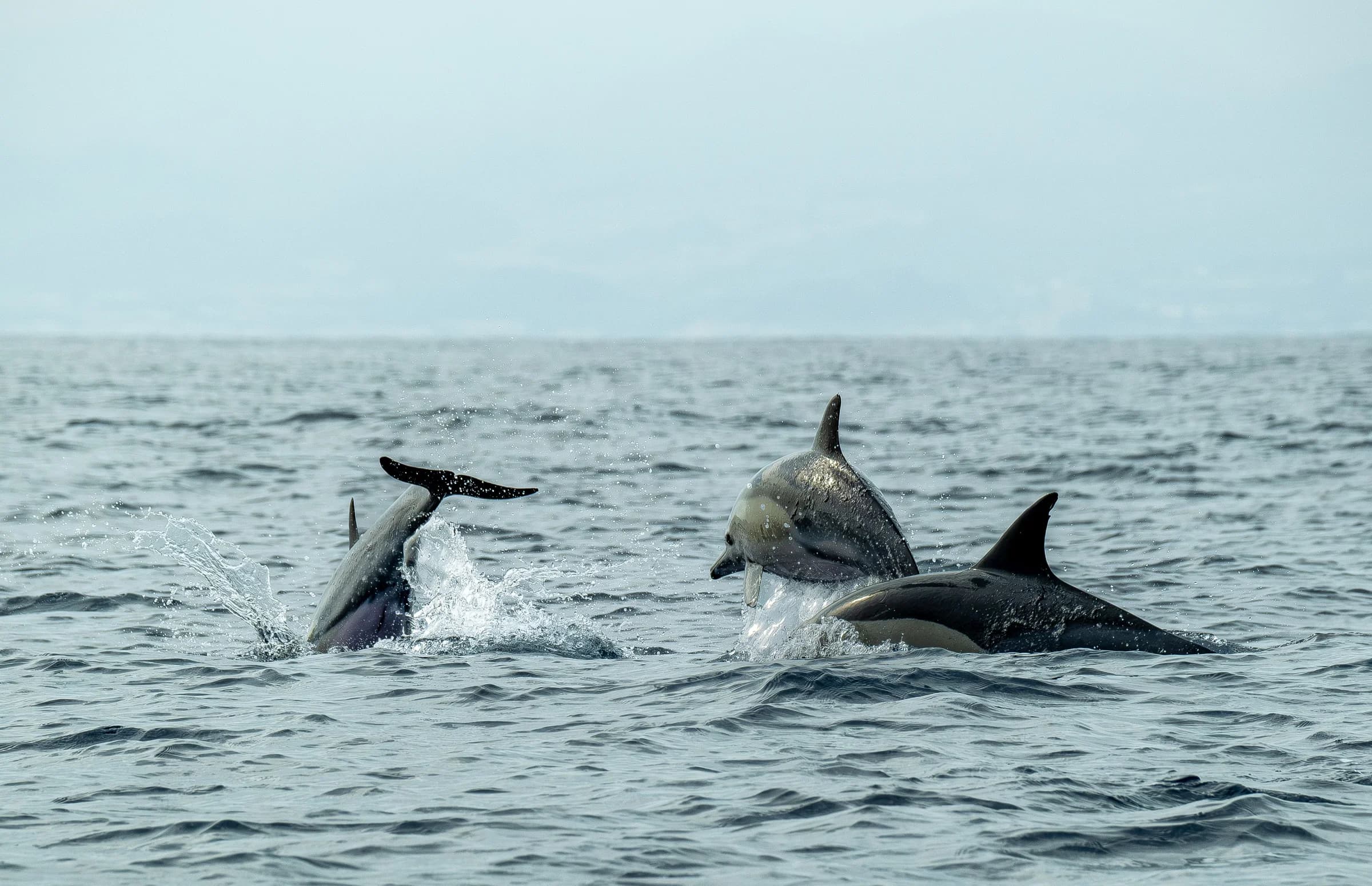 Three dolphins leaping and splashing in open sea off the south coast of Gran Canaria